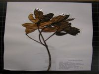 Herbarium sample